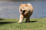 CHOW CHOW 391